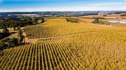 Apple orchard. Aerial view of apple orchard in autumn with yellowish leaves