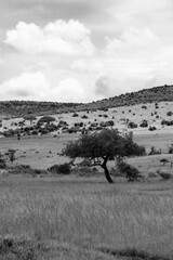 Maasai Mara National Park Safari Tour
