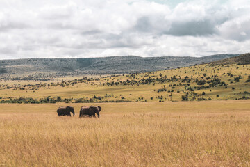 Obraz premium Maasai Mara National Park Safari Tour