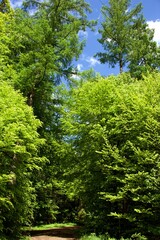 Fototapeta na wymiar deciduous forest view up from forest path to tree tops with light green leaves and blue sky