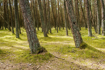 Fototapeta premium Pine forest on a spring morning