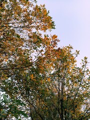 Hojas en comienzos de otoño