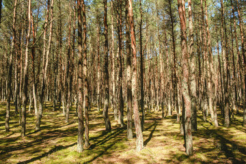 Pine forest on a spring morning
