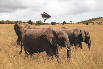 Fototapeta premium Maasai Mara National Park Safari Tour