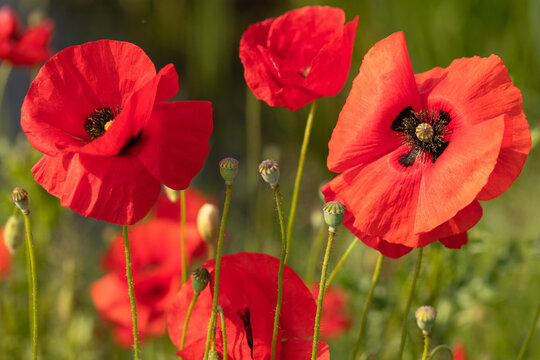 Red wild poppies bloom in the meadow fields.