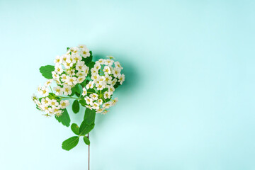 Wild white flower on blue background, minimalist spring concept