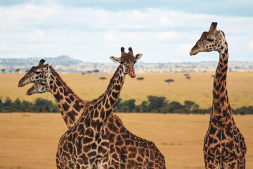 Maasai Mara National Park Safari Tour
