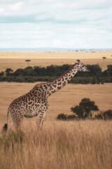 Maasai Mara National Park Safari Tour