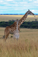 Maasai Mara National Park Safari Tour