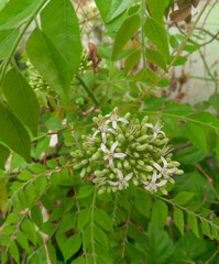 Small flowers blooming in branch of a tree, nature photography