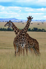 Maasai Mara National Park Safari Tour