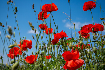 Obraz premium les jolies coquelicots