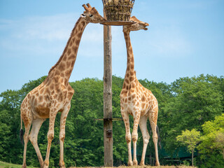 Les animaux du zoo