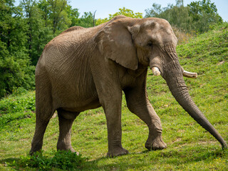 Le grand &eacute;l&eacute;phant