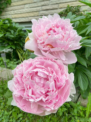 A closeup picture of two pink  peony flowers.