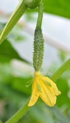 Cucumbers grow in greenhouses