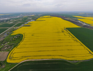 Blooming rapeseed field near city of Haskovo, Bulgaria