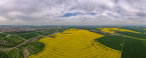 Blooming rapeseed field near city of Haskovo, Bulgaria