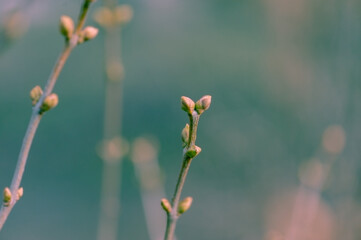 spring background. Buds on trees in spring. New life concept.