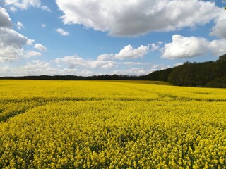 Obraz premium Rapsfelder in Vorpommern 