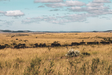 Naklejka na ściany i meble Maasai Mara National Park Safari Tour