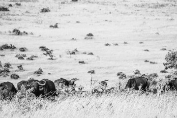 Maasai Mara National Park Safari Tour