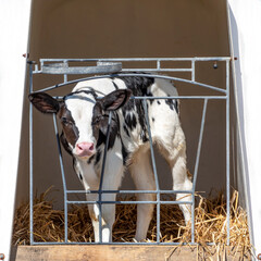 Cute calf in a pen, a white plastic calfhutch with a fence, head between bars, on straw and with sunshine © Clara