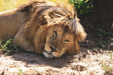 Maasai Mara National Park Safari Tour