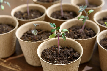 Biodegradable paper seed or plant pots with tomato sprouts close up