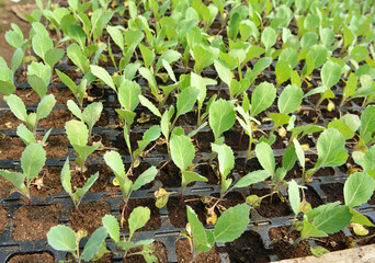 Seedlings of cabbage grown in plastic cassettes.