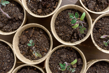 Biodegradable paper seed or plant pots with tomato sprouts close up