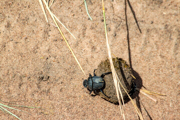 Maasai Mara National Park Safari Tour