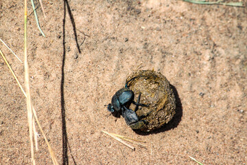 Maasai Mara National Park Safari Tour