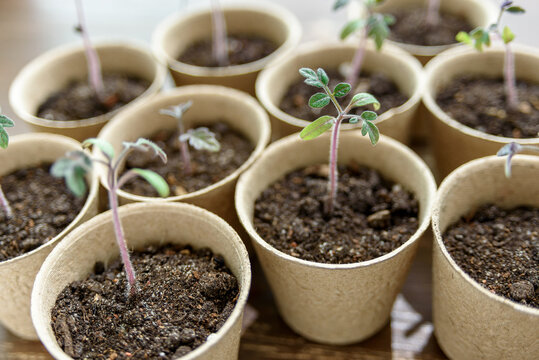 Biodegradable paper seed or plant pots with tomato sprouts close up