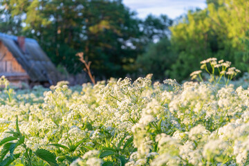 A field of white flowers and a small house.
