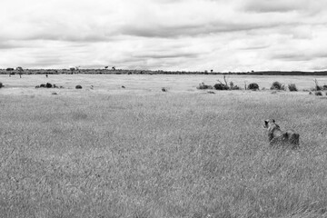Maasai Mara National Park Safari Tour