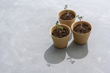 Biodegradable paper seed or plant pots with tomato sprouts close up