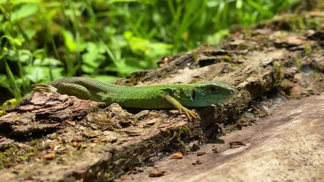 European green lizard (Lacerta viridis) resting in sun
