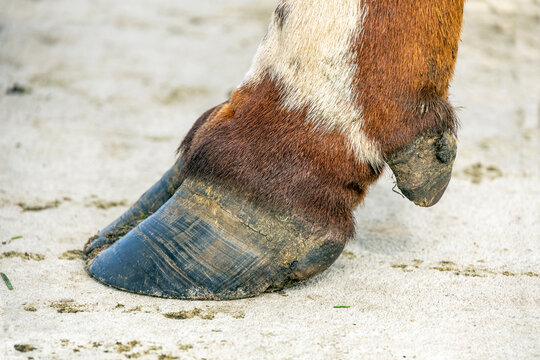 Hoof of a cow close up standing on a path, black nail, brown and white coat