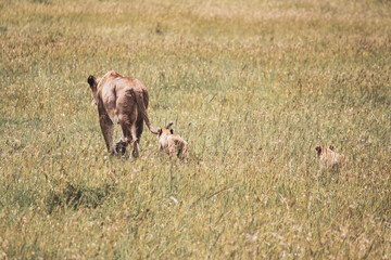 Maasai Mara National Park Safari Tour