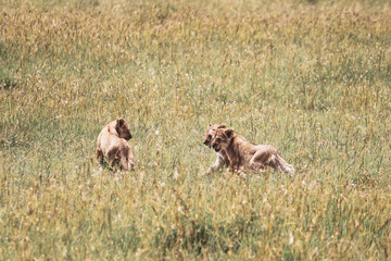 Maasai Mara National Park Safari Tour