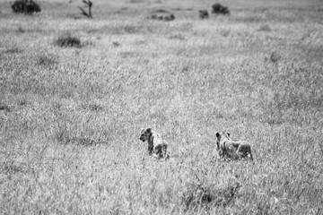 Maasai Mara National Park Safari Tour