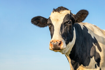 Head of a cow, looking friendly, mature black and white with spotted pink nose and blue background...