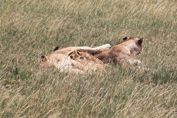 Maasai Mara National Park Safari Tour