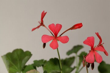 Flower of the pelargonium species Pelargonium salmoneum