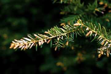 close-up photo of green pine tree on the right side of picture. young green spruce branches close-up in city park. fir branches with fresh shoots in spring