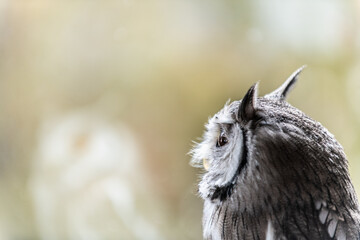 森の哲学者フクロウ　アフリカオオコノハズク