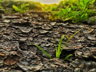 sprout in the ground