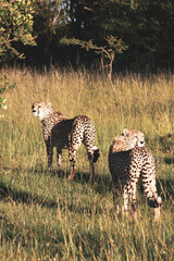 Maasai Mara National Park Safari Tour