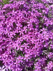Obraz premium Pink phlox subulate beautiful flowers, spring bloom background